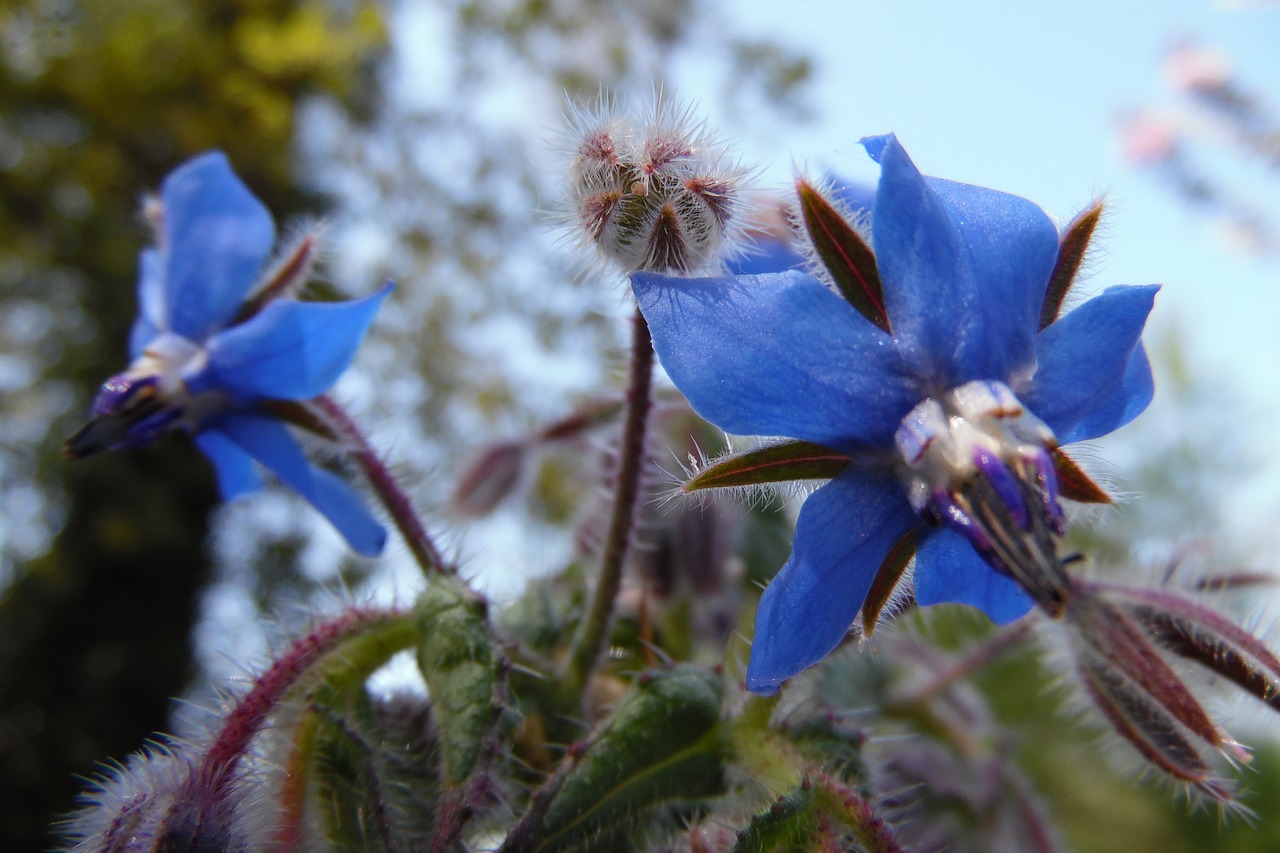 blue  borage  flower free photo