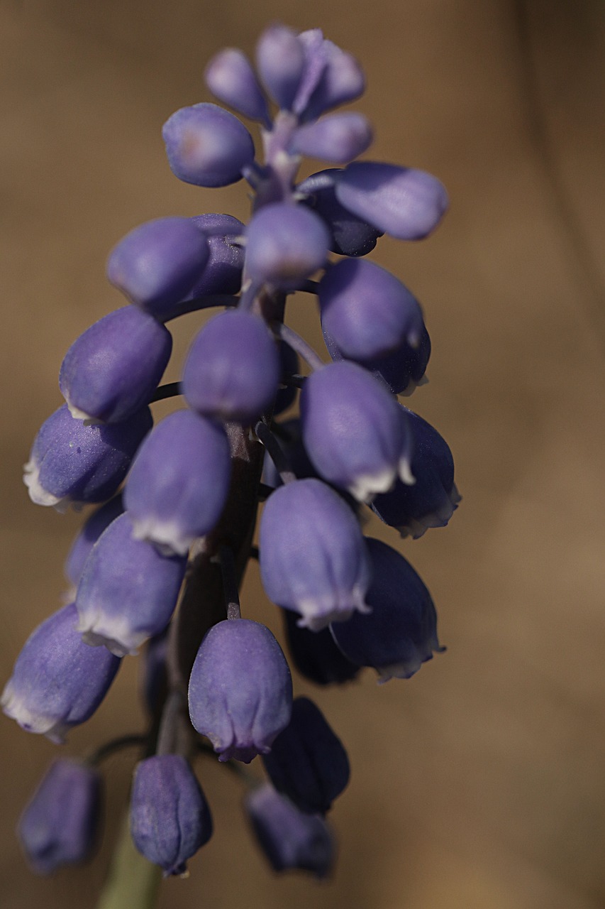 blue  flower  bloom free photo