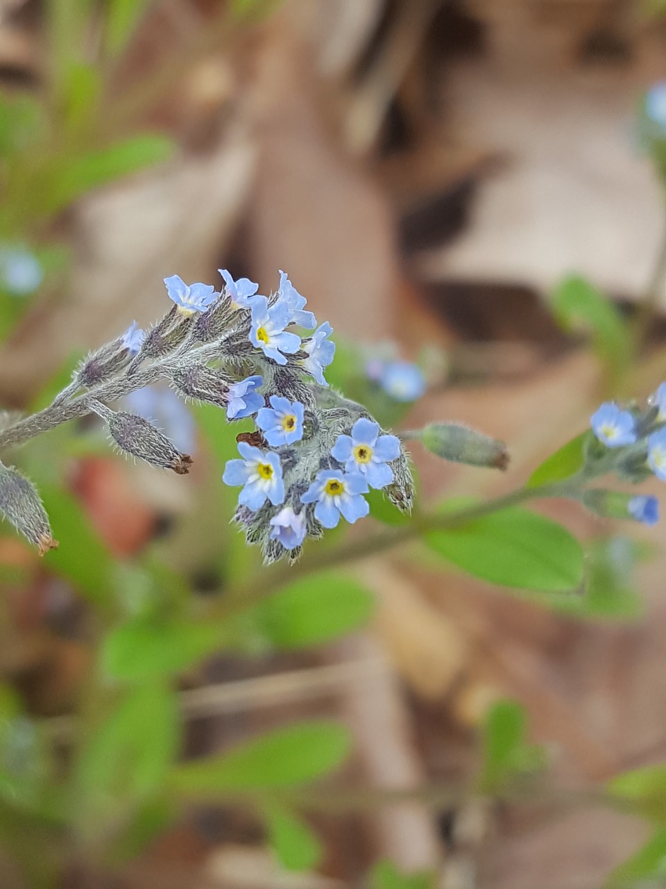 blue  bloom  nature free photo