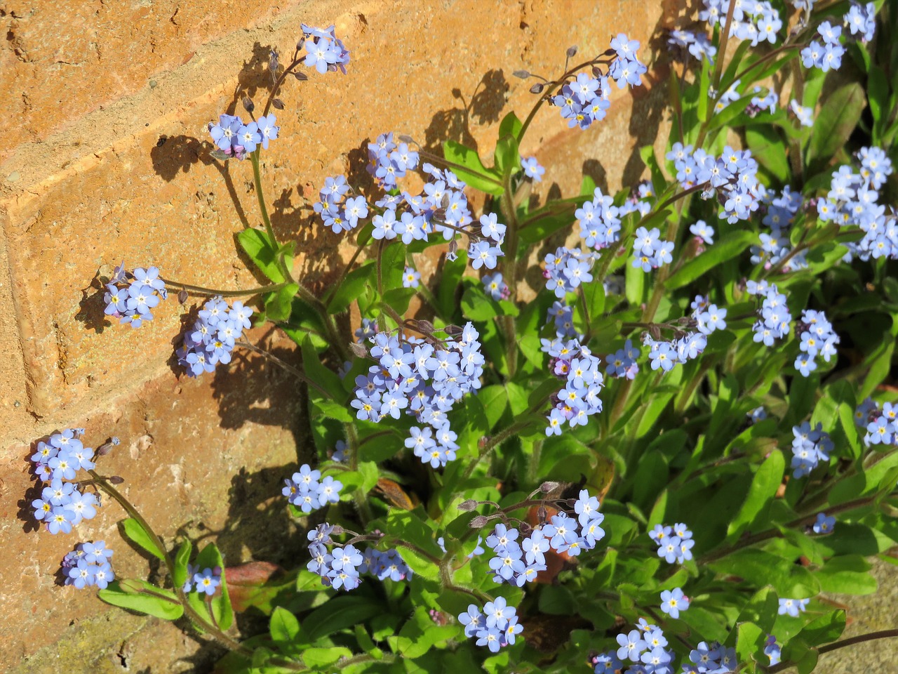 blue  flowers  forget-me-not free photo