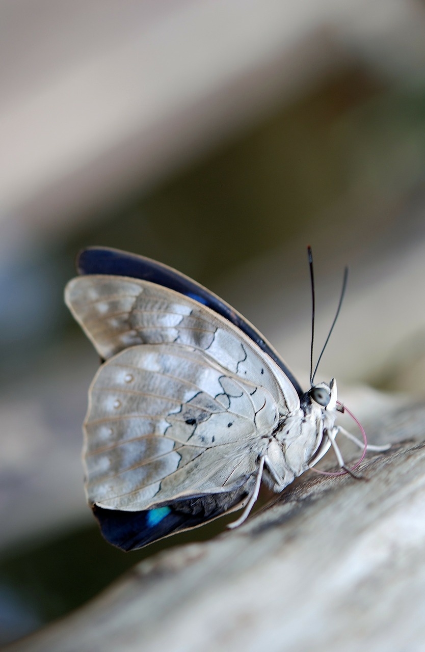 blue white butterfly free photo