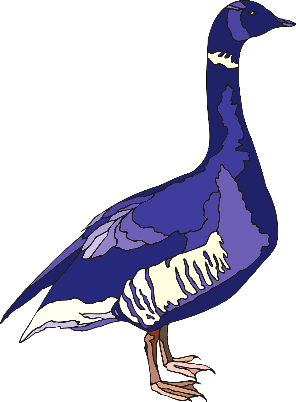 blue purple bird free photo