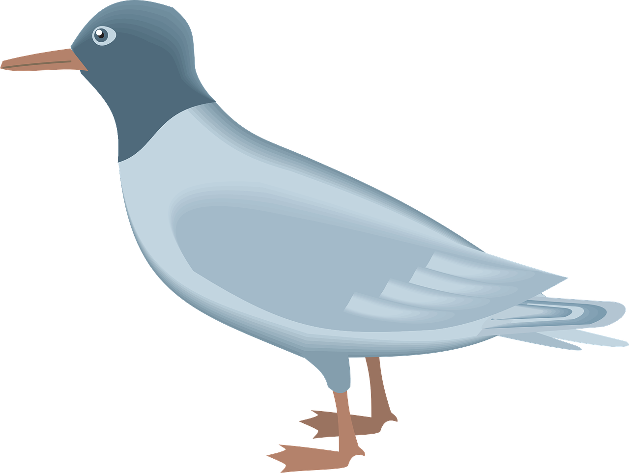 blue,bird,gull,wings,beak,feathers,free vector graphics,free pictures, free photos, free images, royalty free, free illustrations, public domain