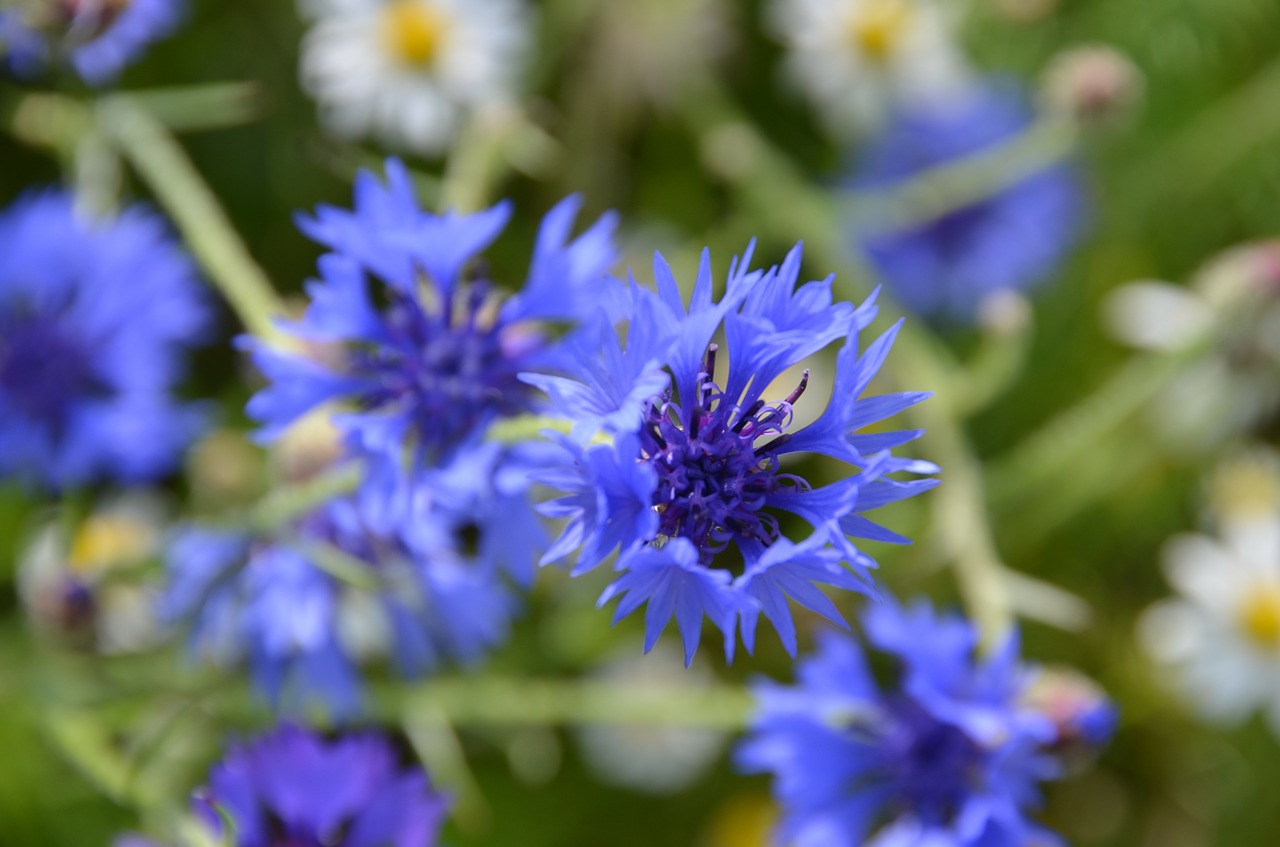 blue flowers meadow free photo