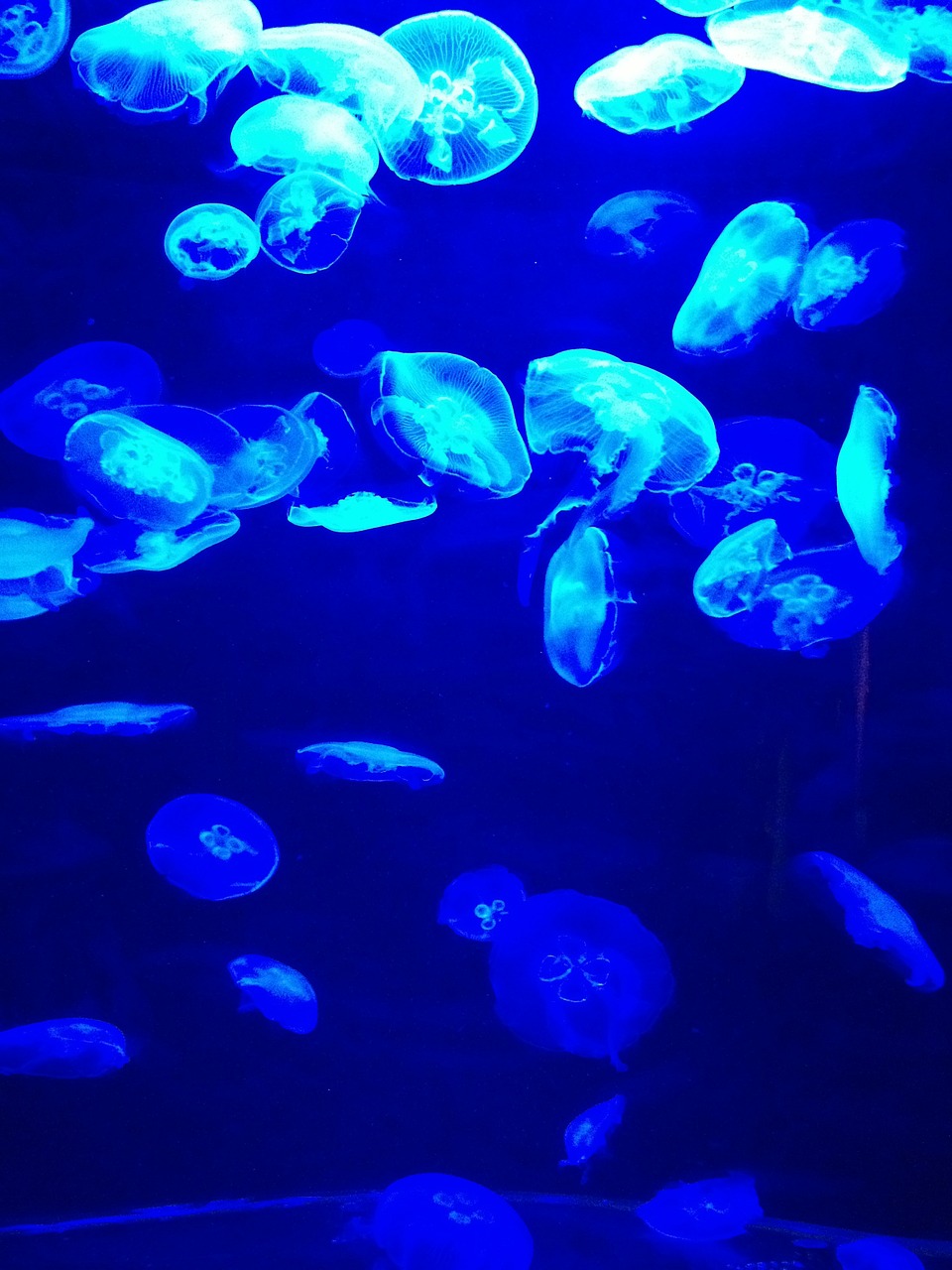 blue jellyfish water free photo