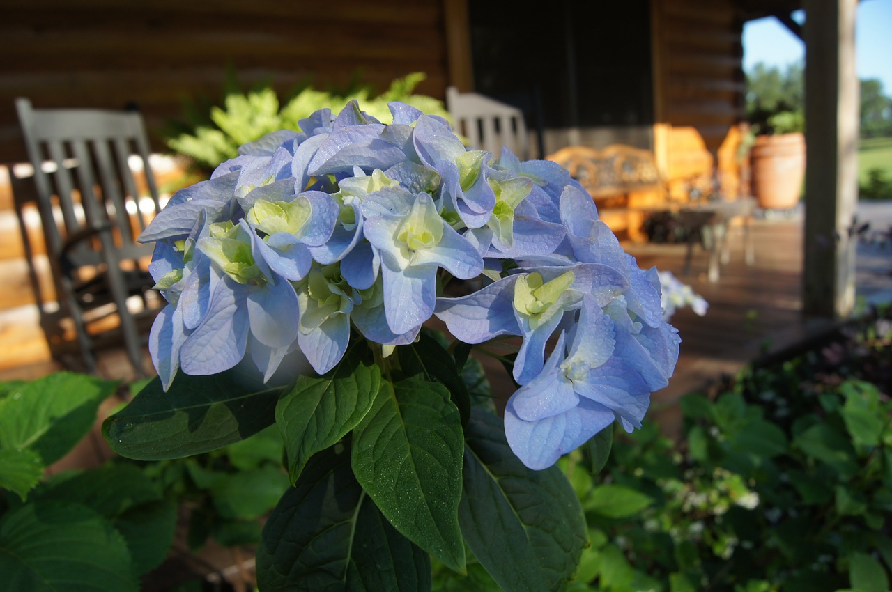 blue flower porch free photo