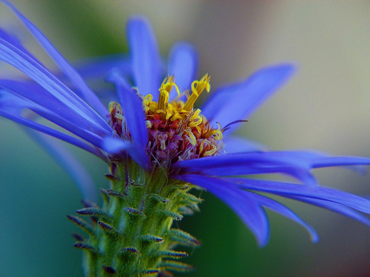 blue arctic aster wildflower free photo