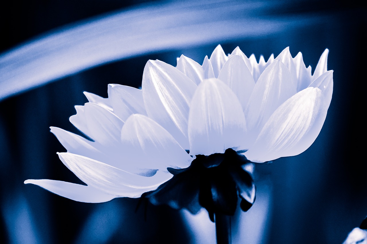 blue flower white free photo