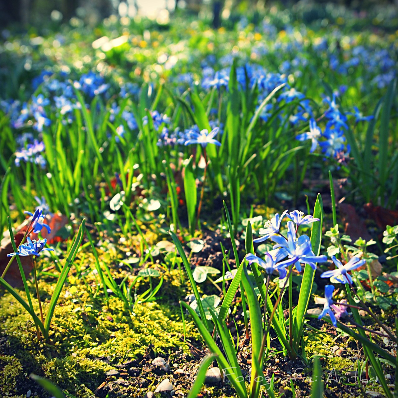 blue flower spring free photo