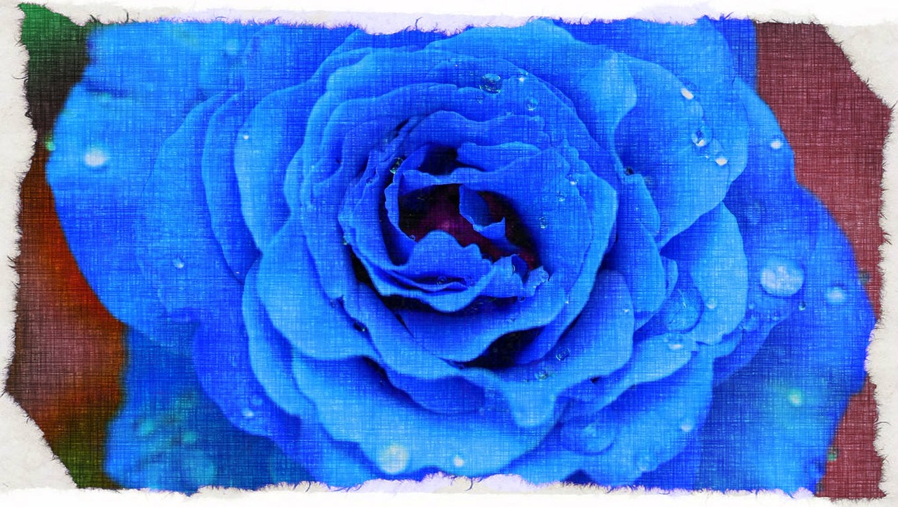 blue regal rose free photo