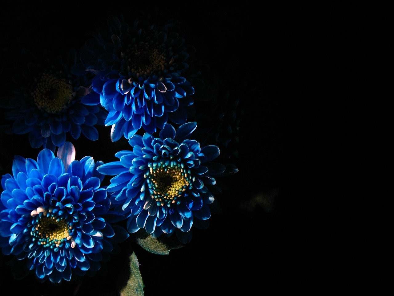 blue flowers wallpaper free photo