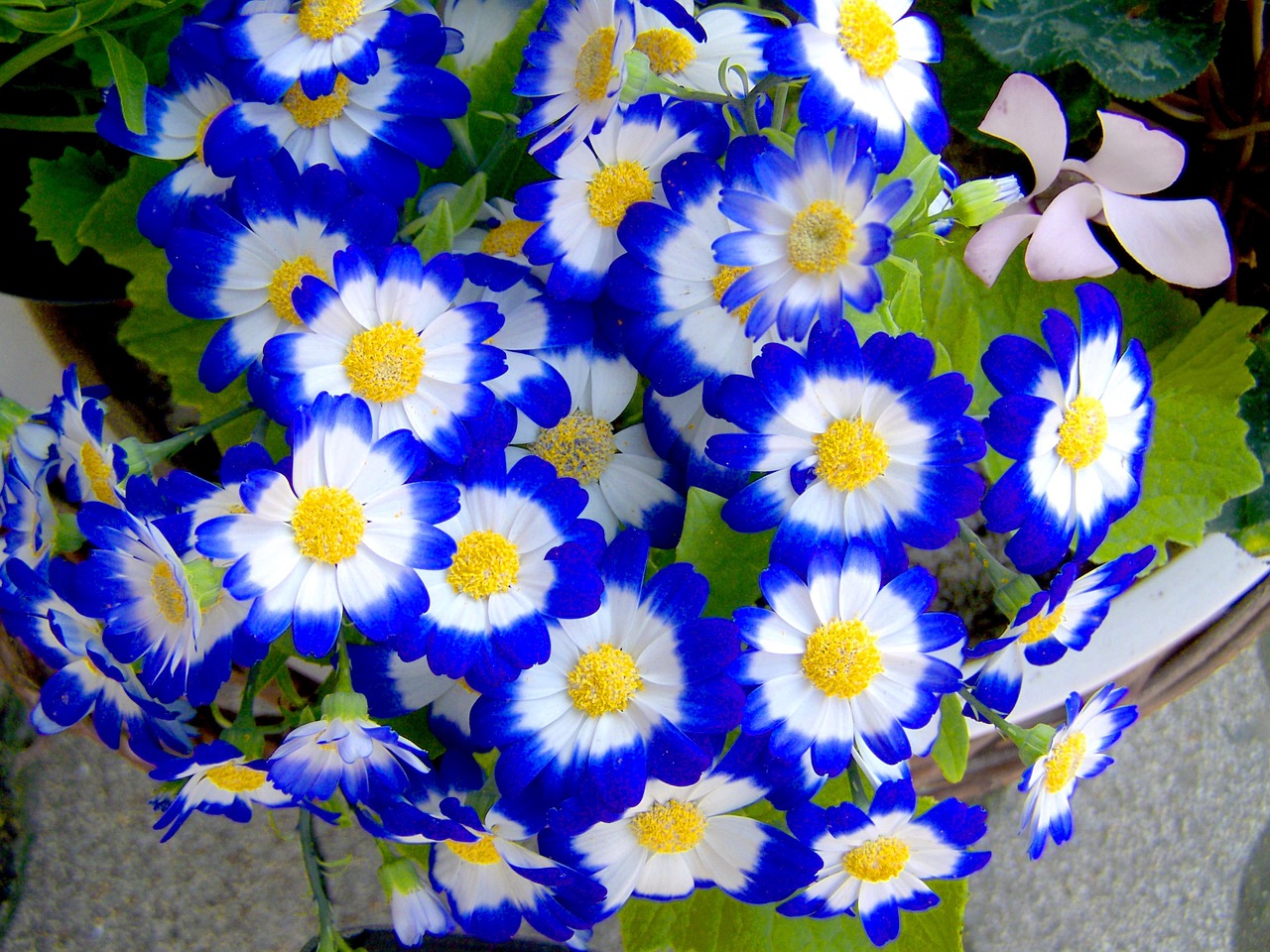 blue spring flower garden free photo