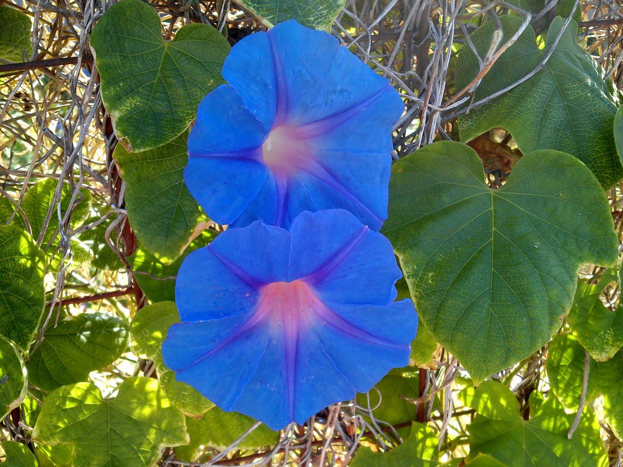 blue flower morning joy free photo