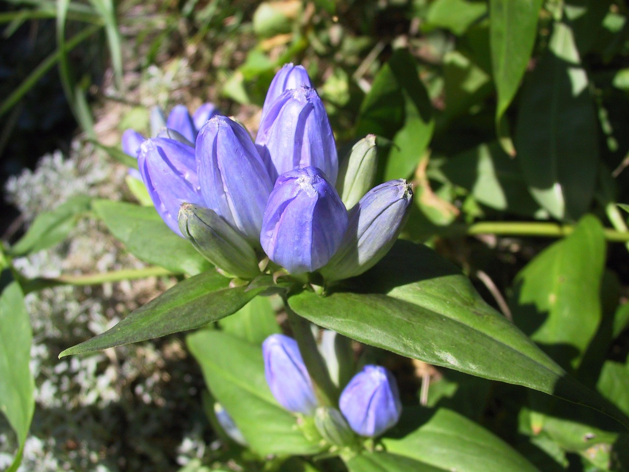 blue gentian nature free photo