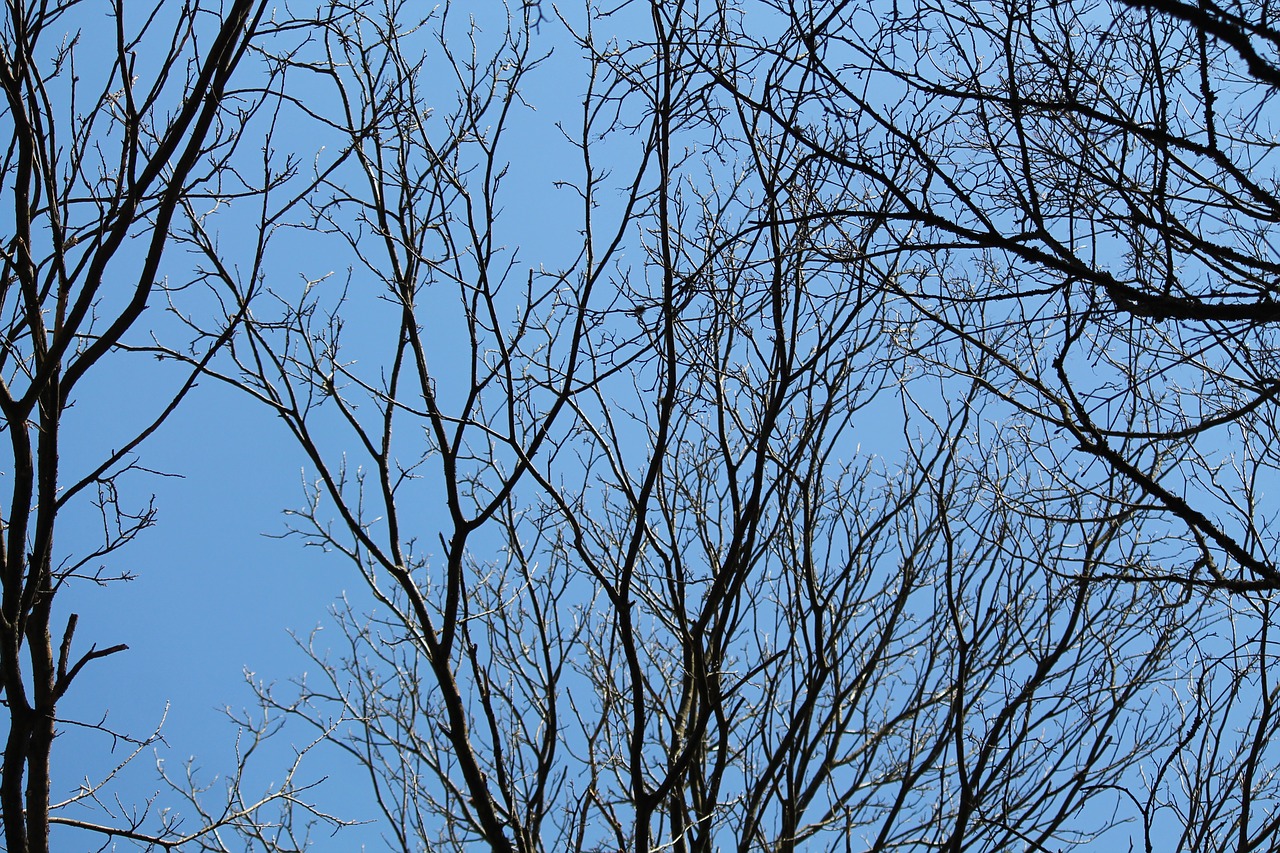 blue kahl trees free photo