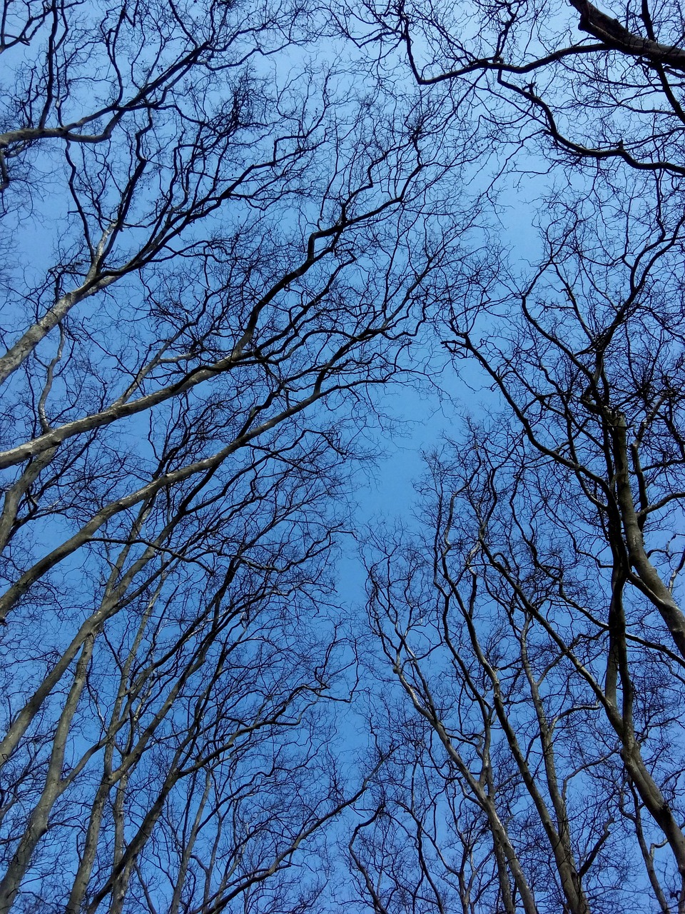 blue trees nature free photo