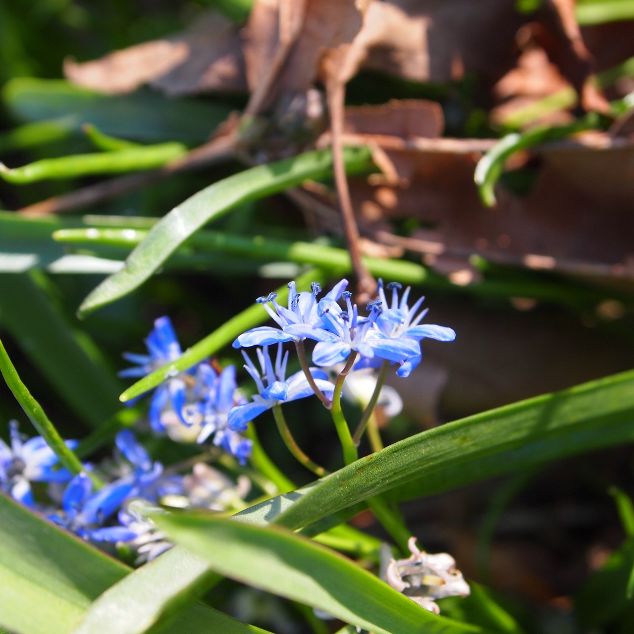 blue flower nature free photo