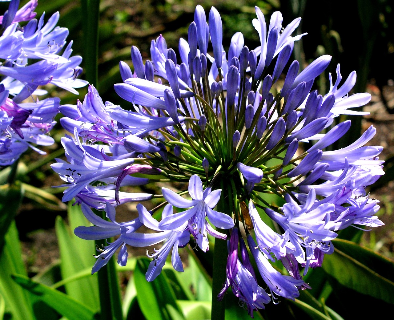 blue flower blossom free photo