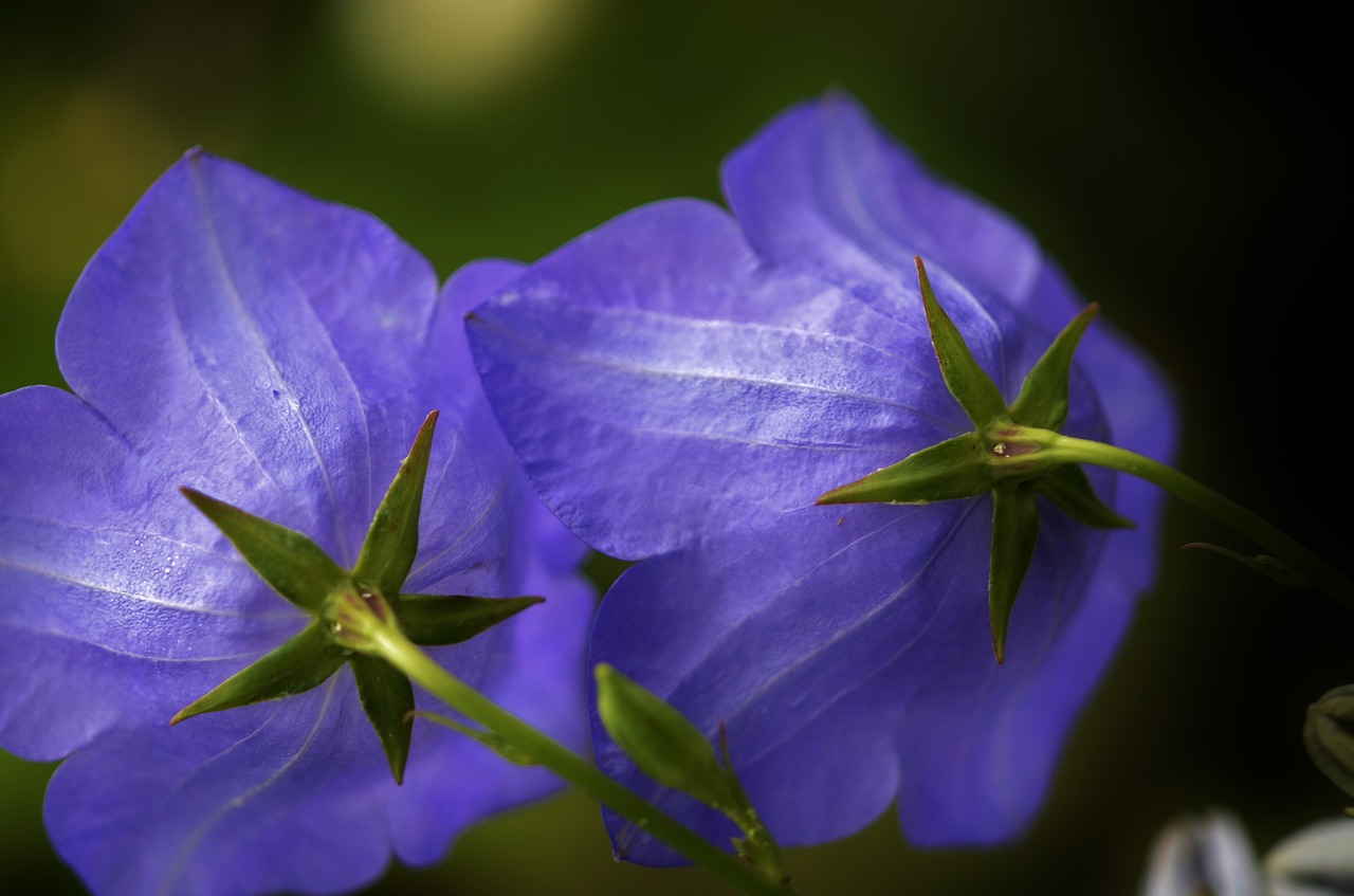 blue green flower free photo