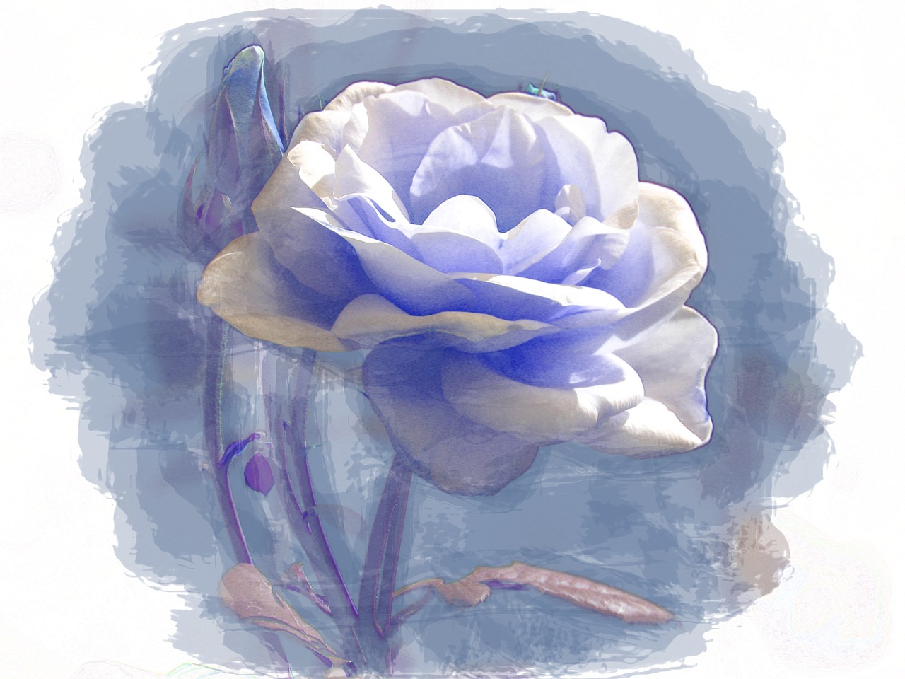 blue rose digital free photo