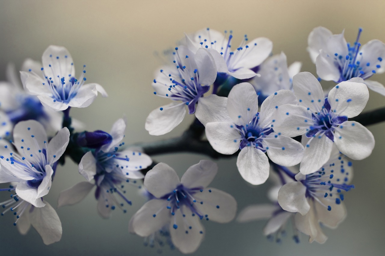 blue blossom nature free photo