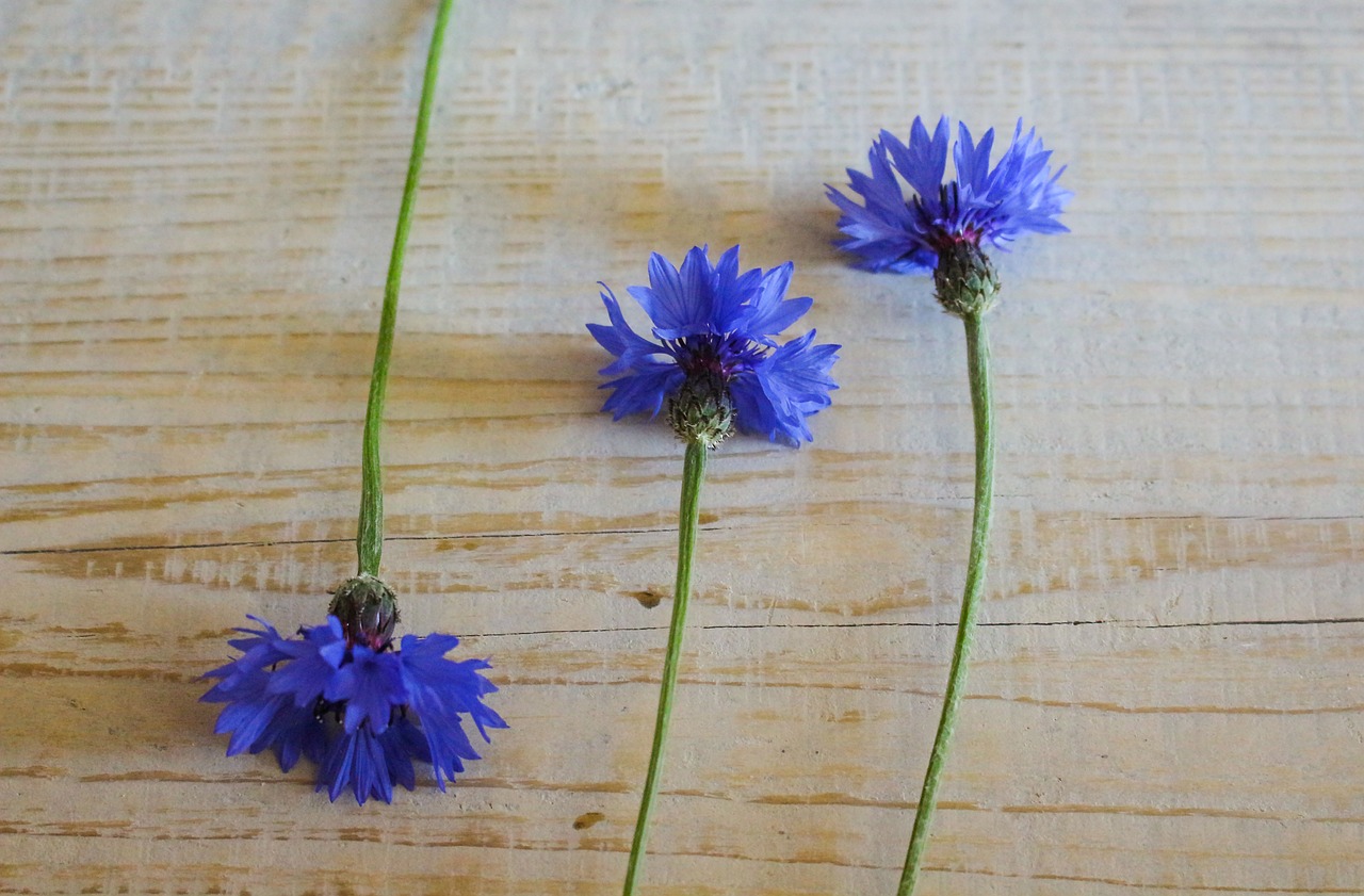 blue cornflowers summer free photo