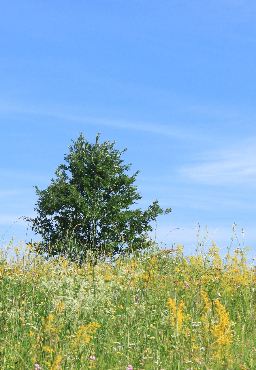 blue field flowers free photo