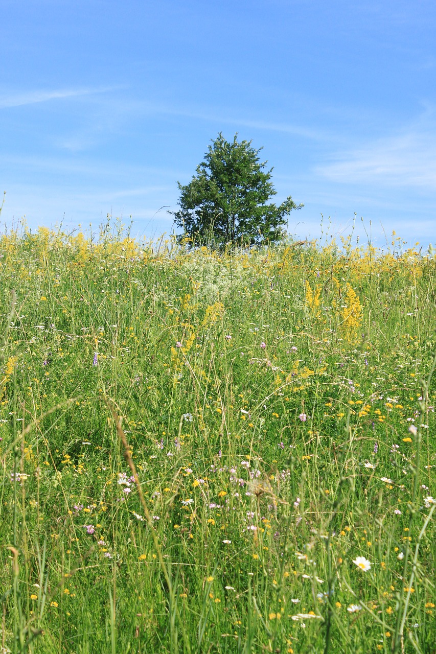 blue field flowers free photo