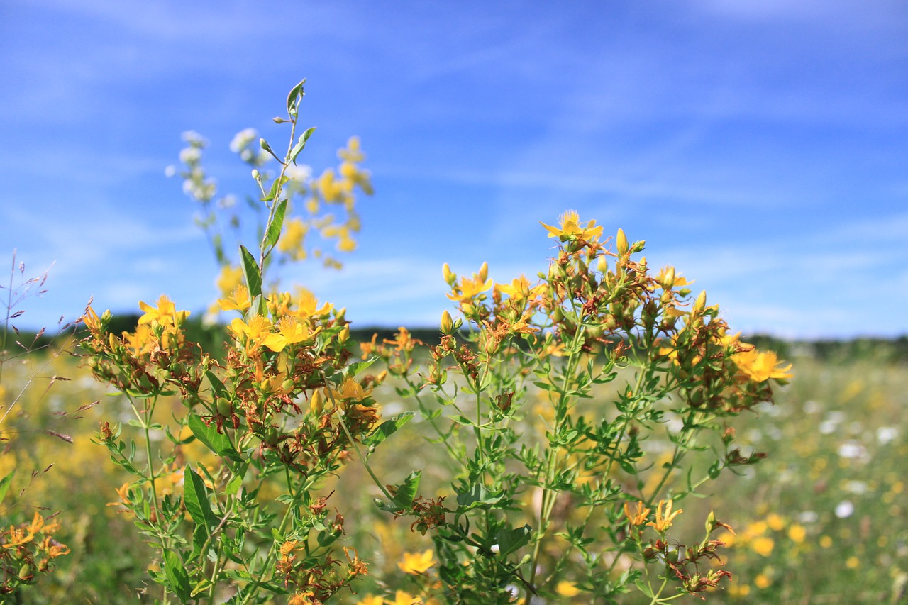 blue flowers sky free photo