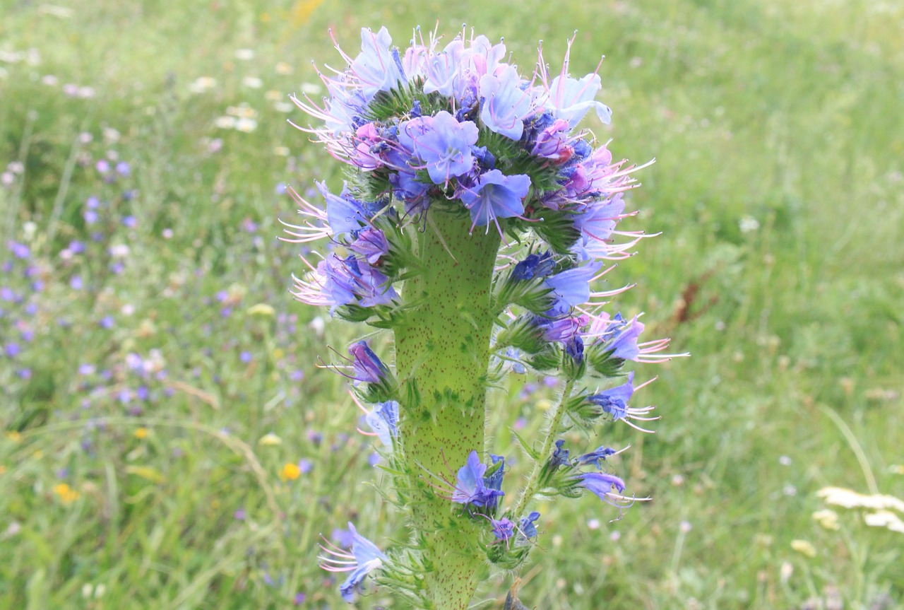 blue blueweed bugloss free photo
