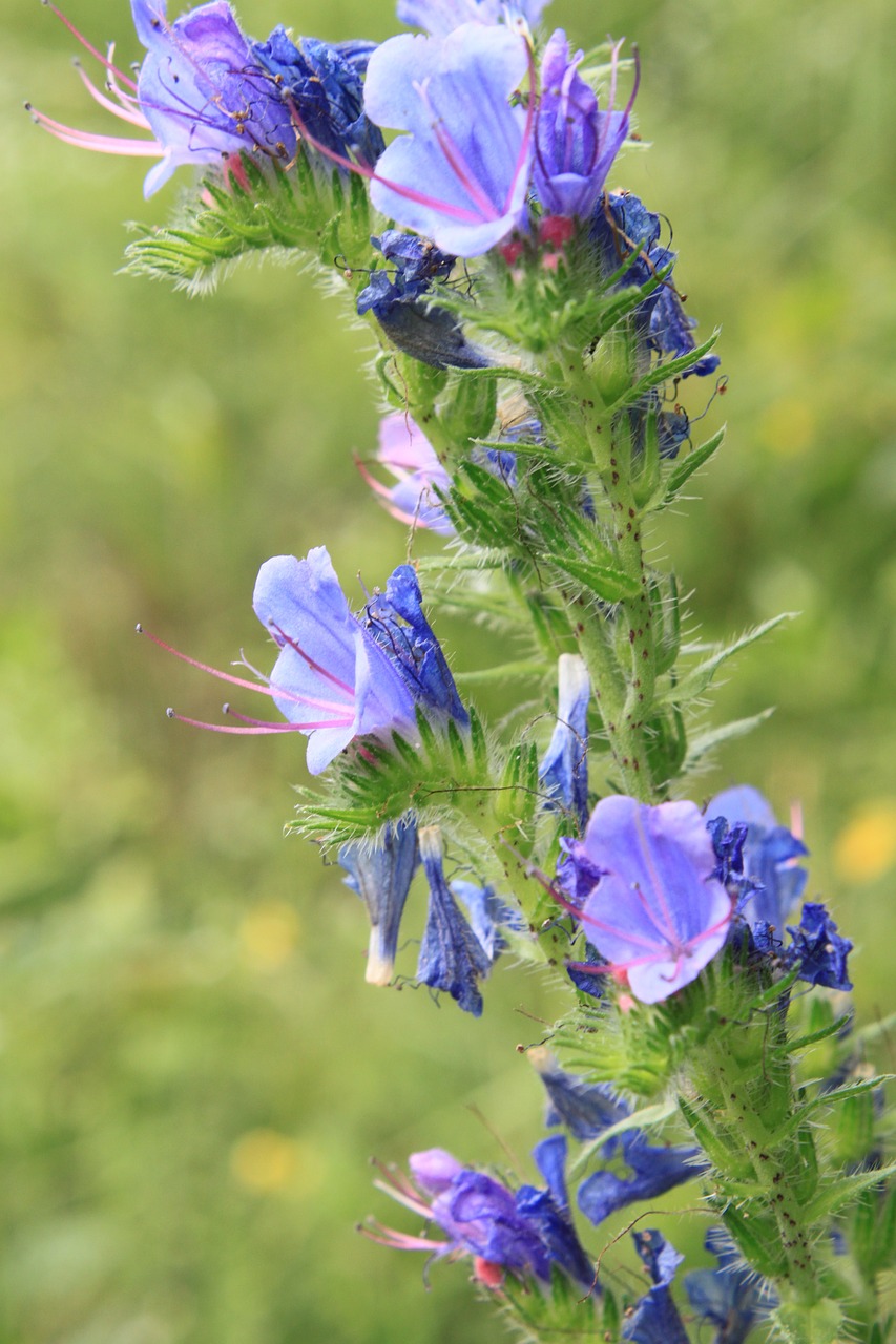 blue blueweed bugloss free photo