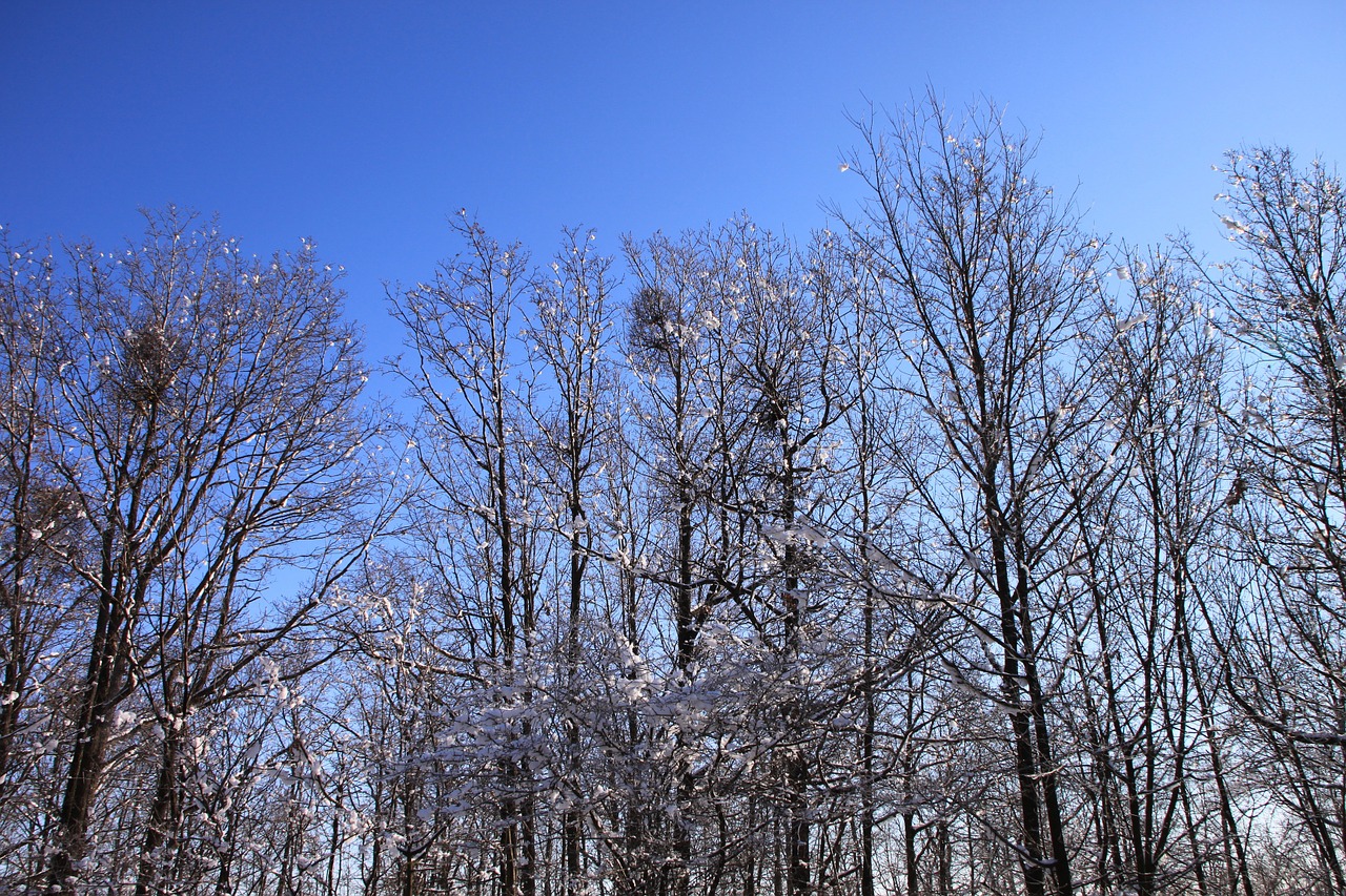 blue cold forest free photo