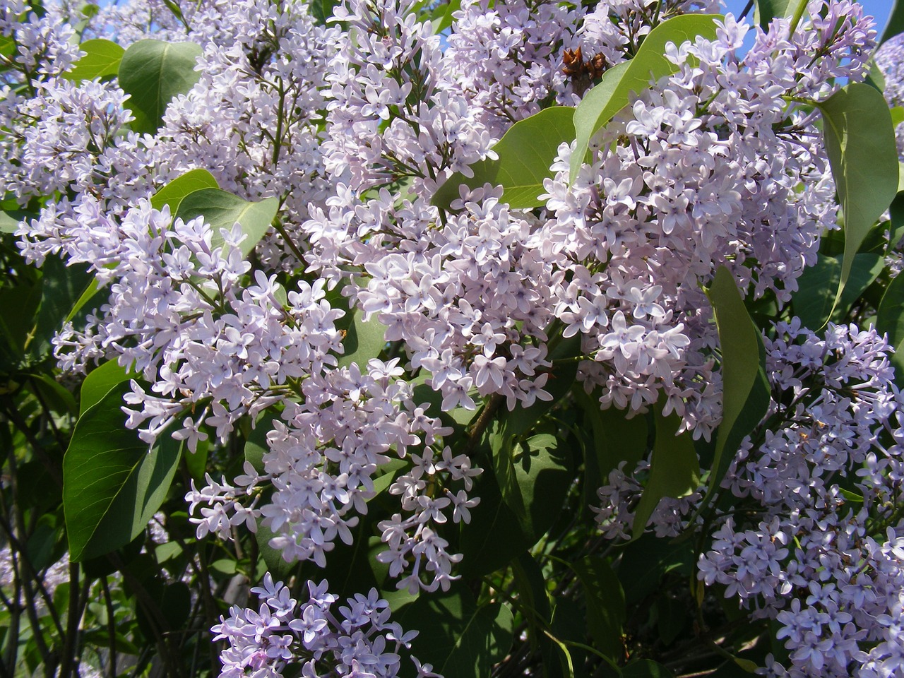 blue flowers lilac free photo