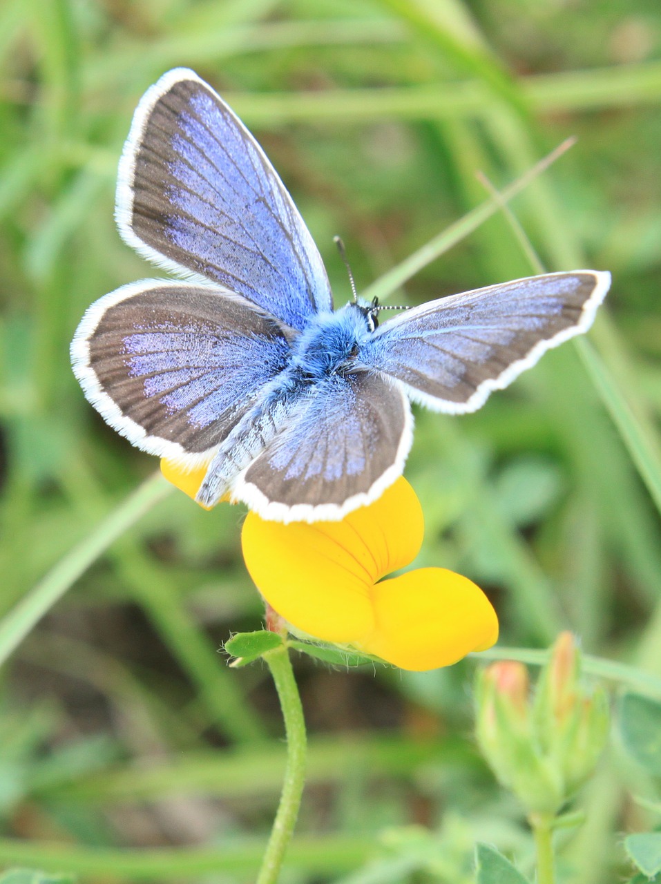 blue butterfly flowers free photo