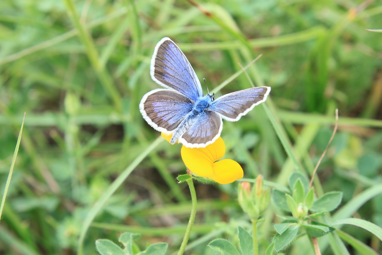 blue butterfly flowers free photo