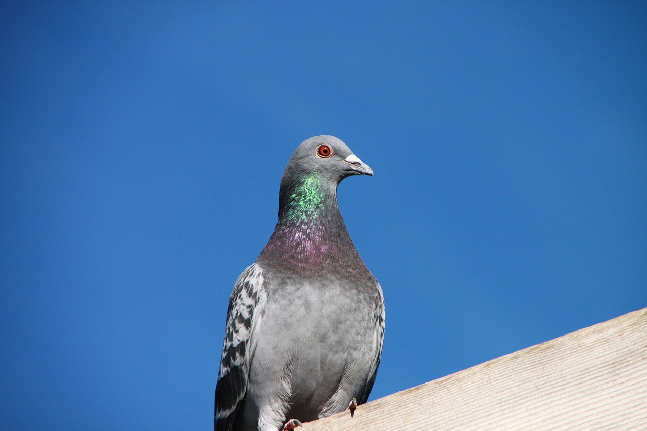 blue house pigeon free photo