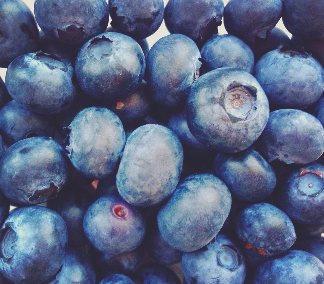 blue berry blueberries free photo