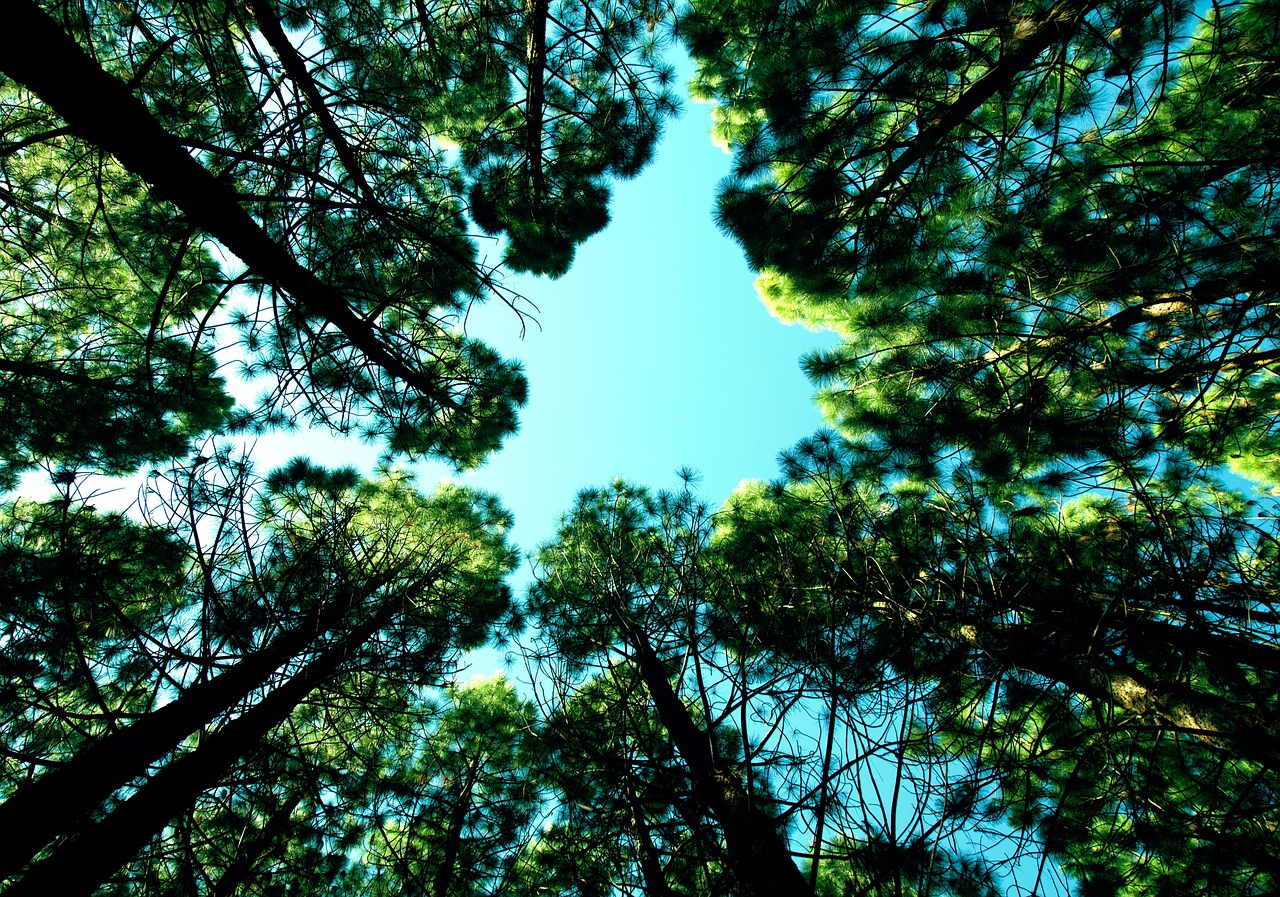 blue sky trees free photo