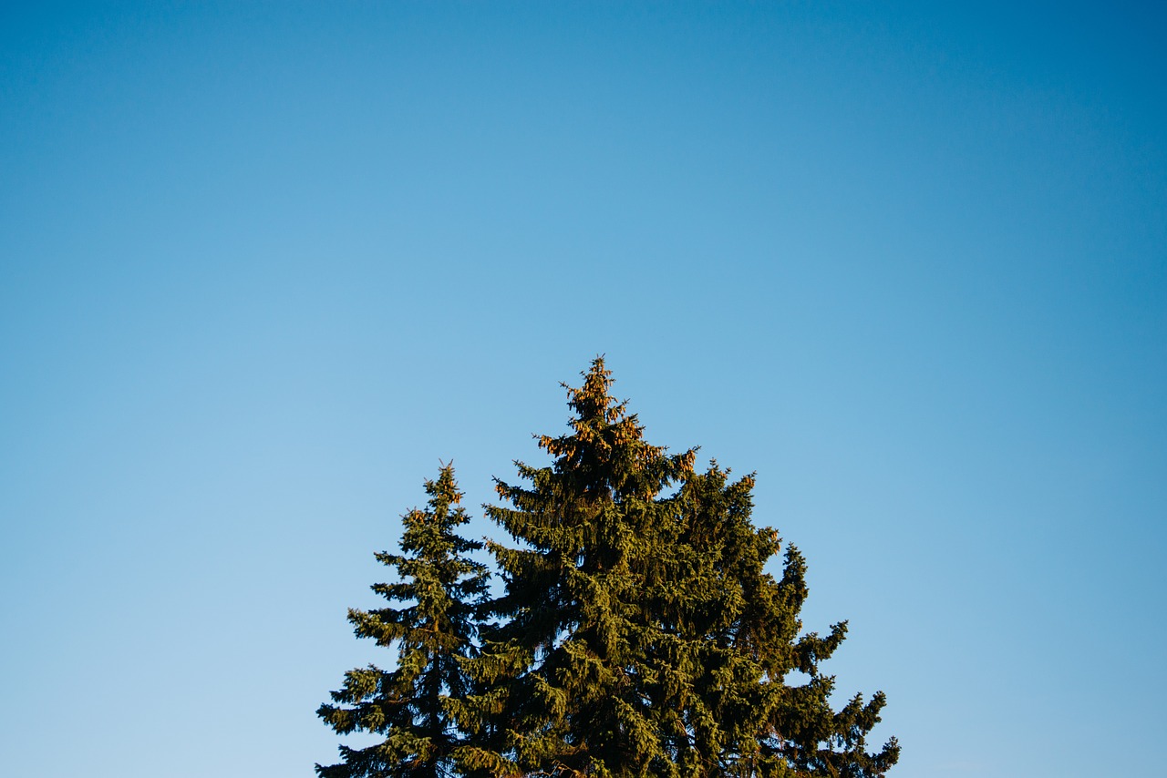 blue sky trees free photo