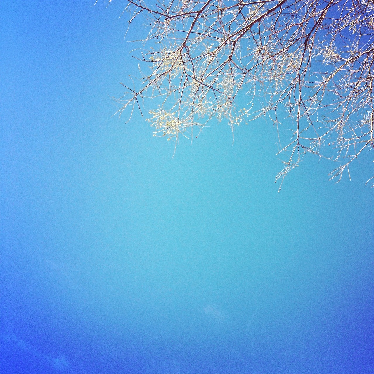 blue sky trees free photo