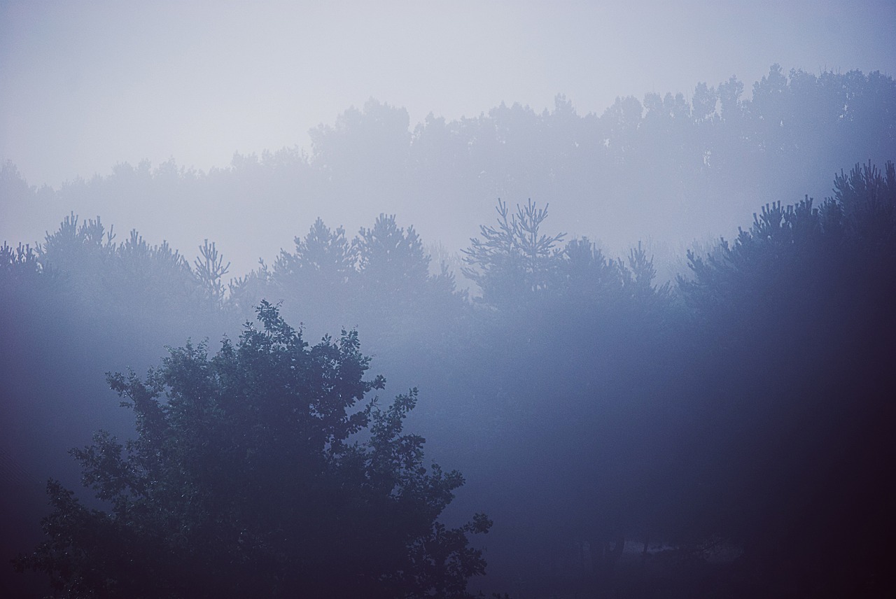 blue trees forest free photo