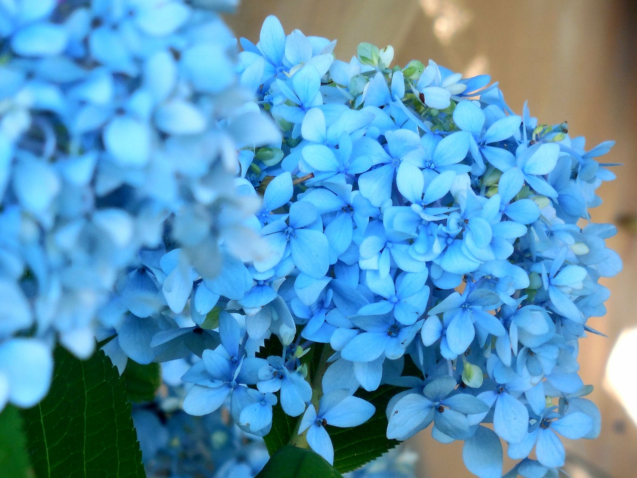 blue hydrangea flower free photo