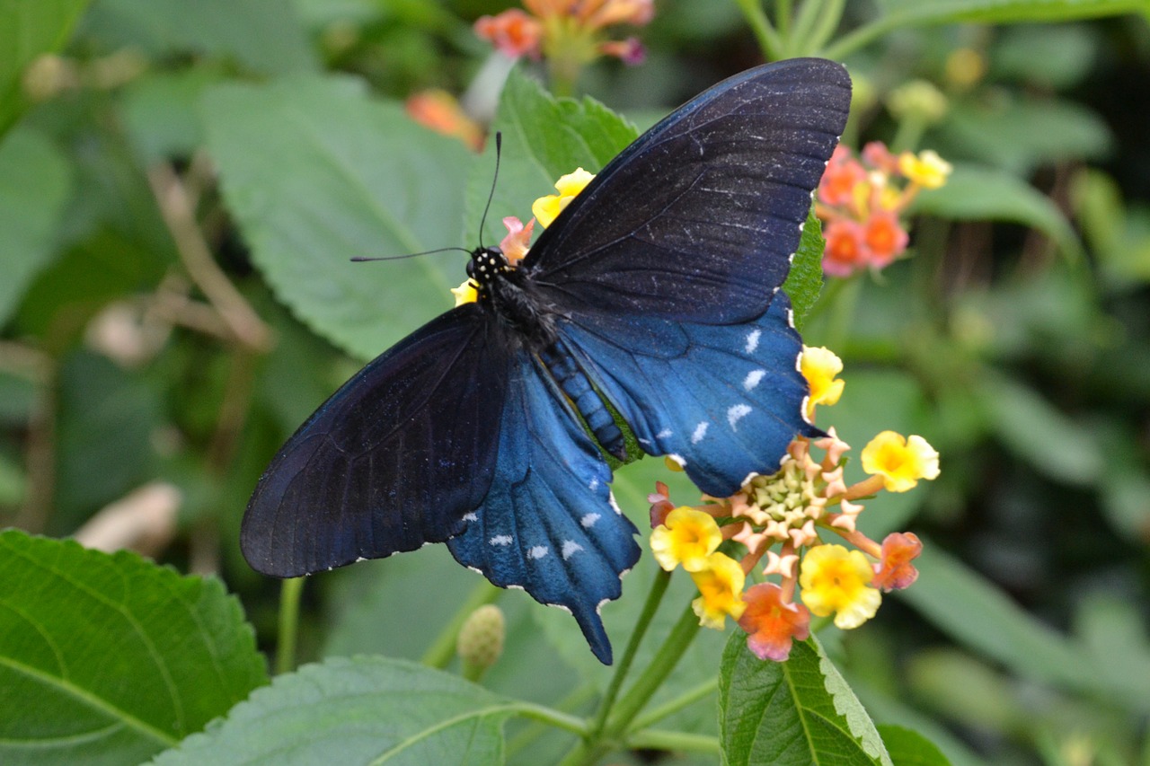 blue butterfly garden free photo