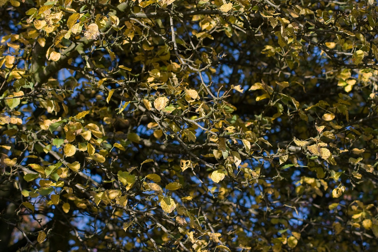 pear-tree branch blue sky free photo