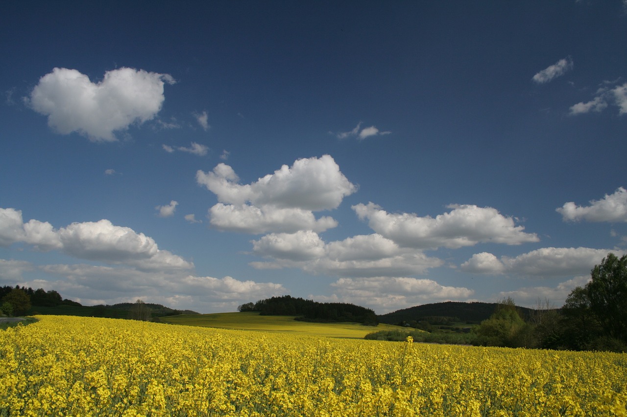 blue sky forest free photo