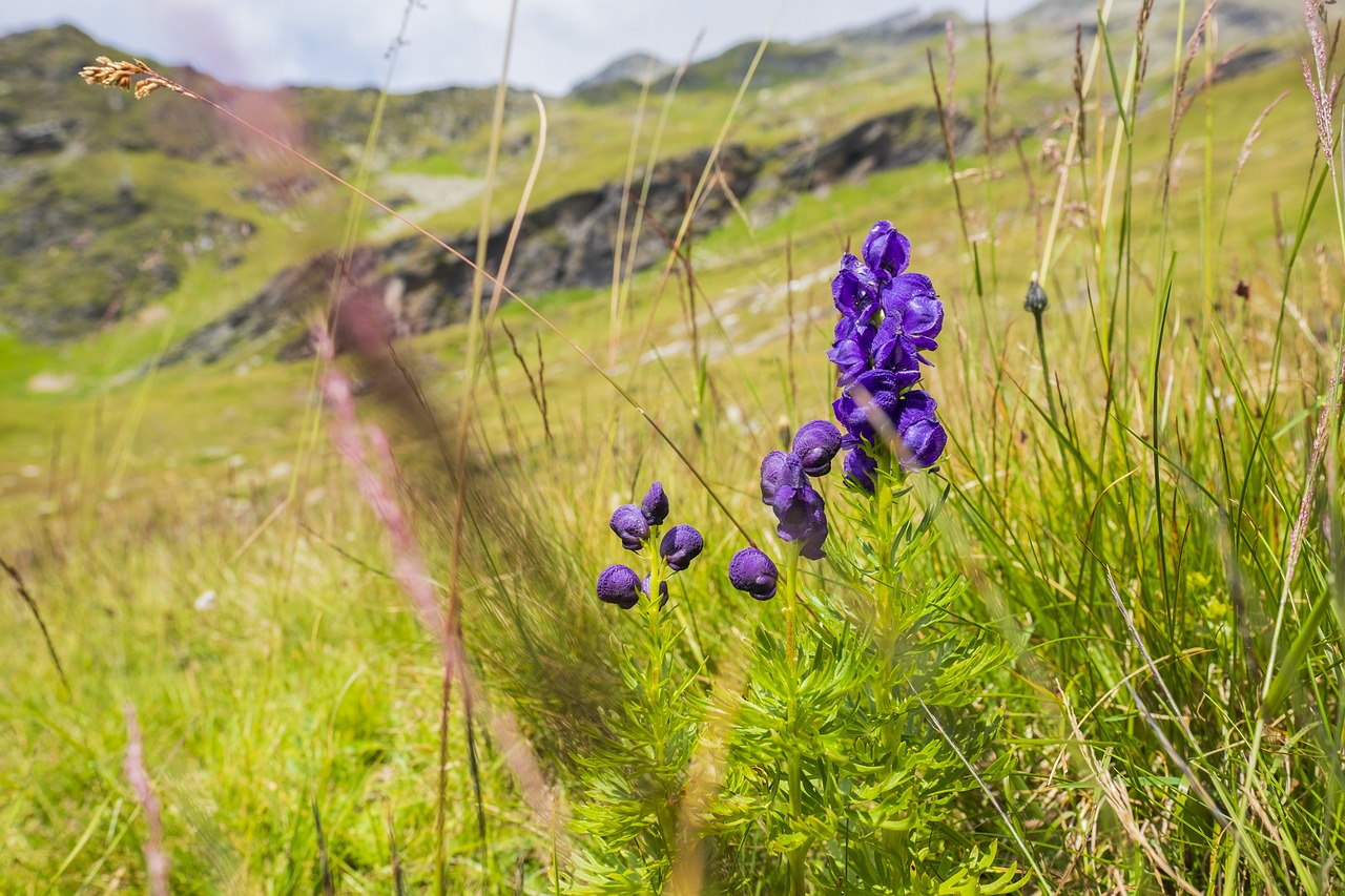 blue aconite  monkshood  hanenfuß free photo