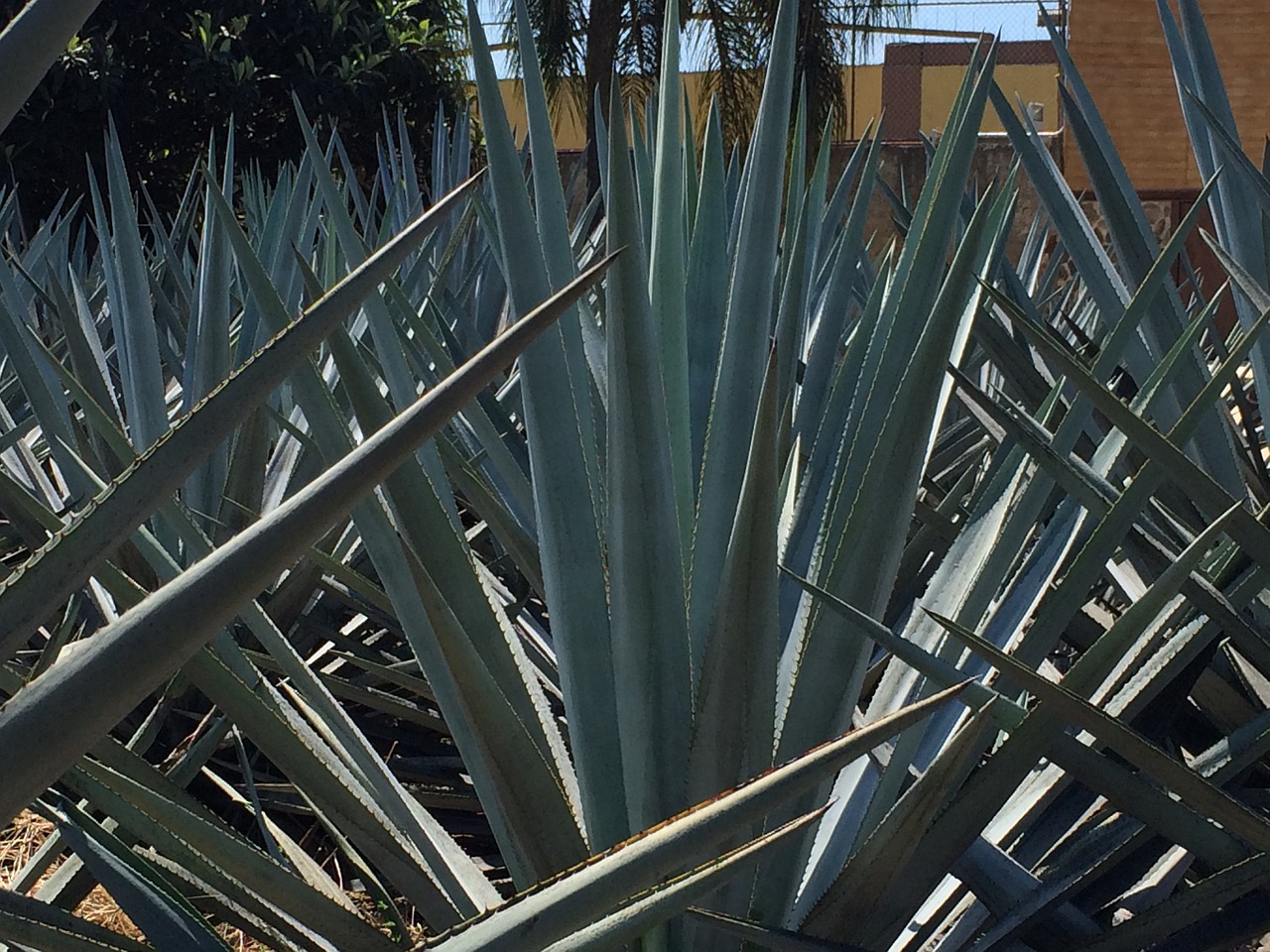blue agave garden tequila free photo