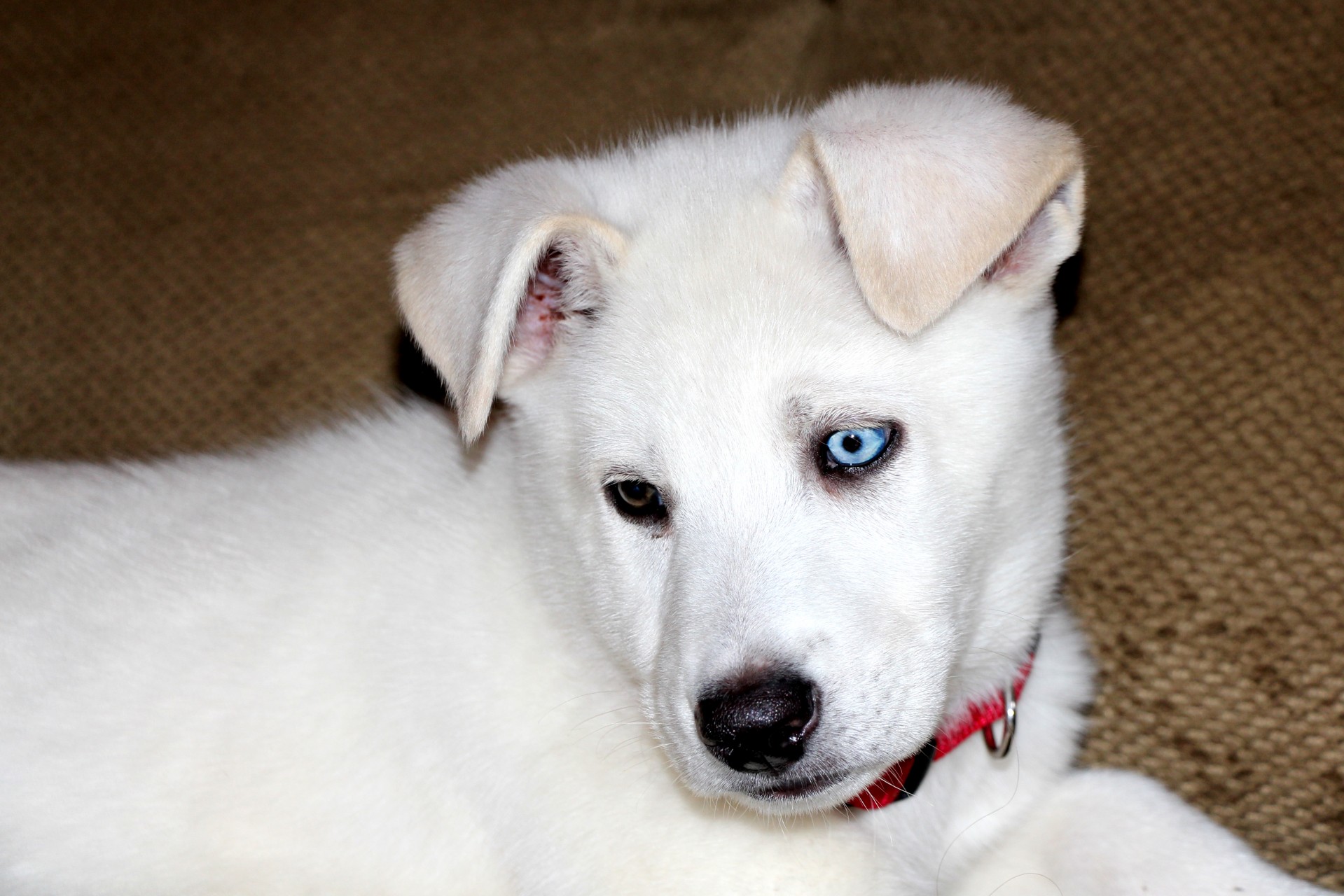 blue eye brown eye husky free photo