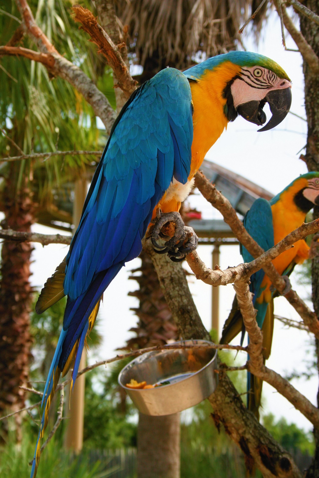 macaw bird blue free photo