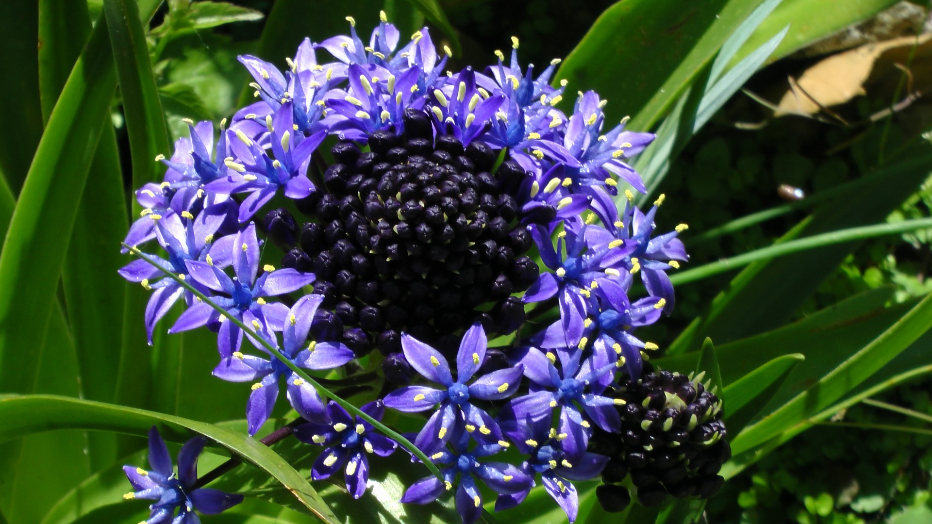 blue purple garden free photo